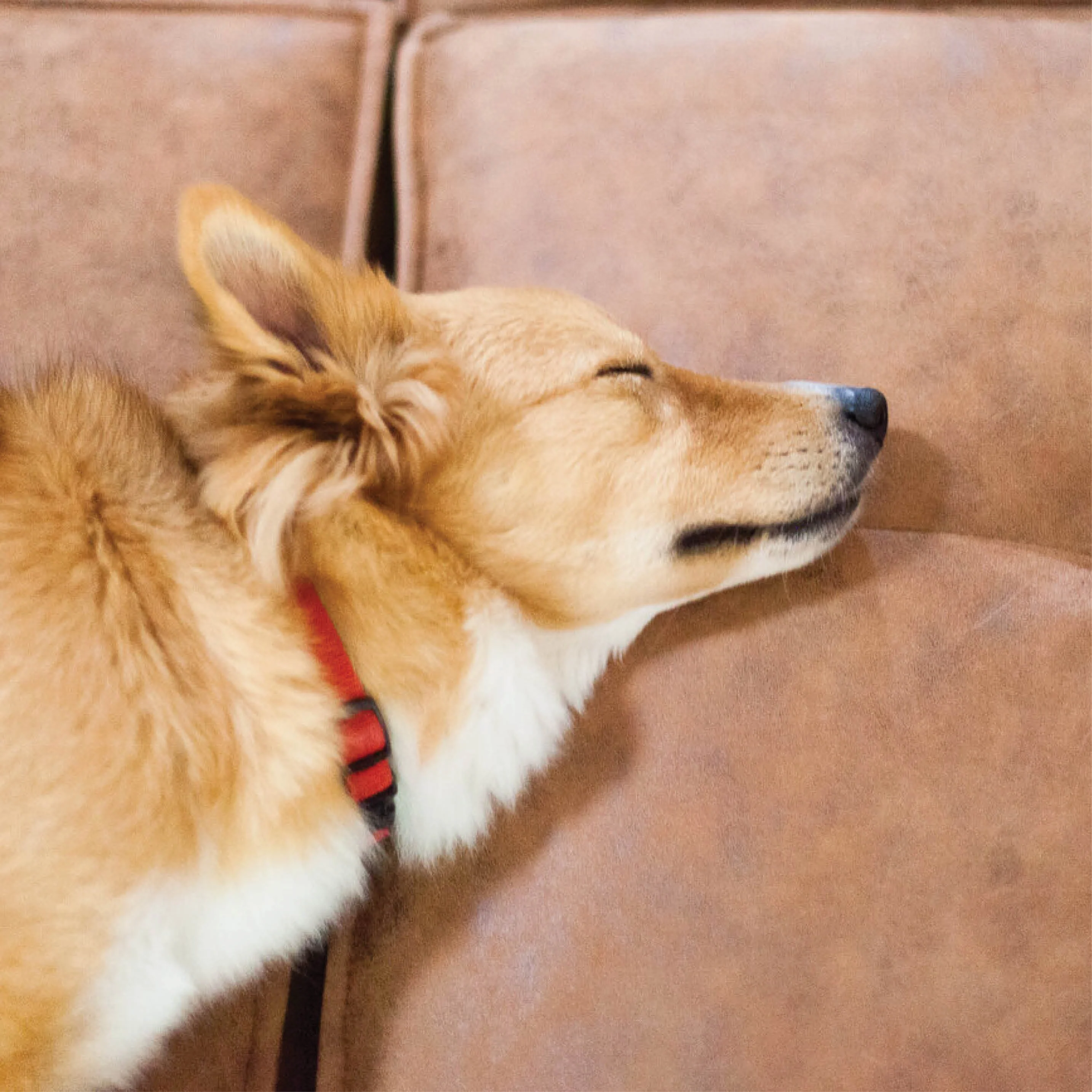 Yoko Pet-Friendly 6 piece sectional - Image 3